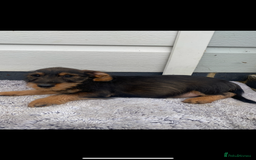 Mixed Breed dogs for sale: Dachshund x jack Russell  - Image 6