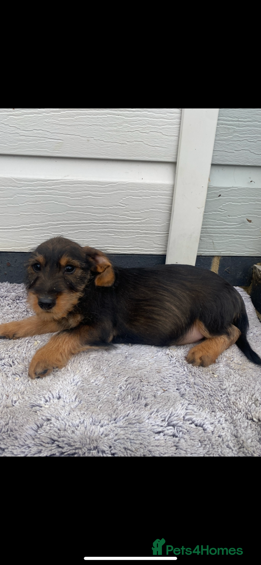 Mixed Breed dogs for sale: Dachshund x jack Russell  - Image 6
