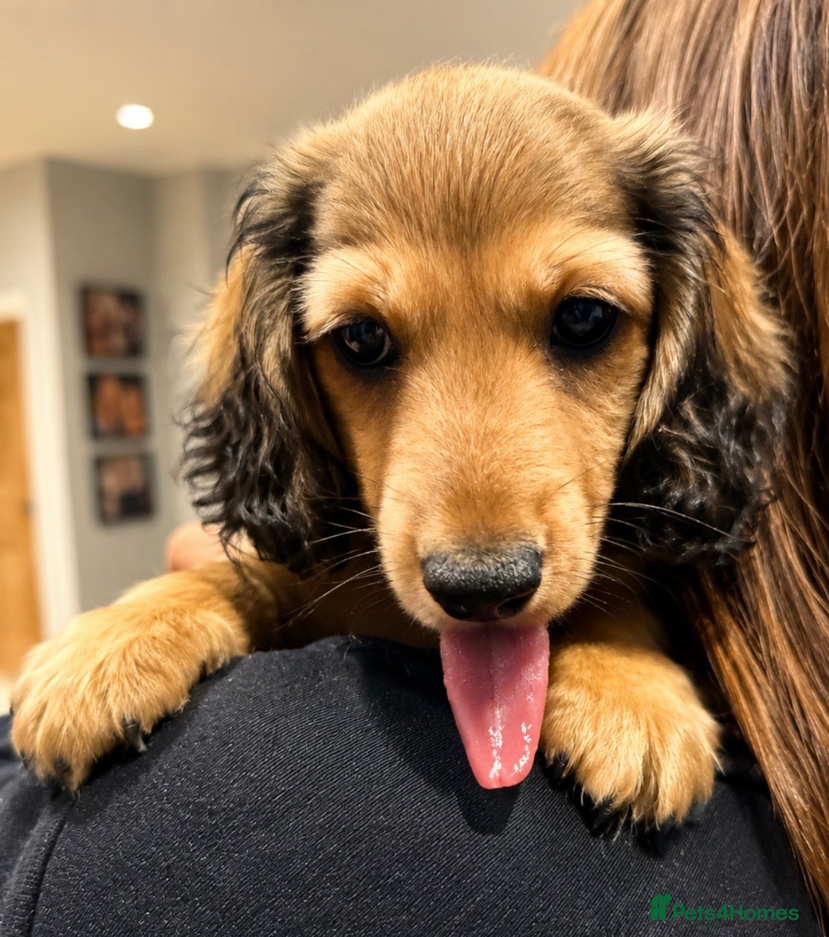 Miniature Dachshund dogs Ready now! Stunning PRA clear L/H champion pup  - Advert 2