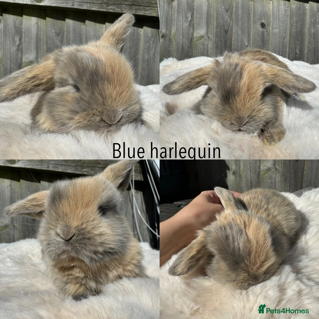 Mini Lop rabbits for sale: Pure mini Lops  - Advert 1