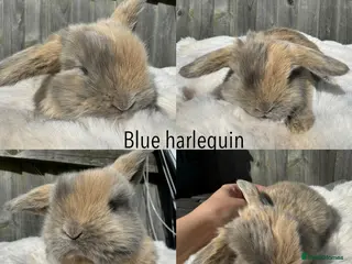 Mini Lop rabbits Pure mini Lops - Advert 11