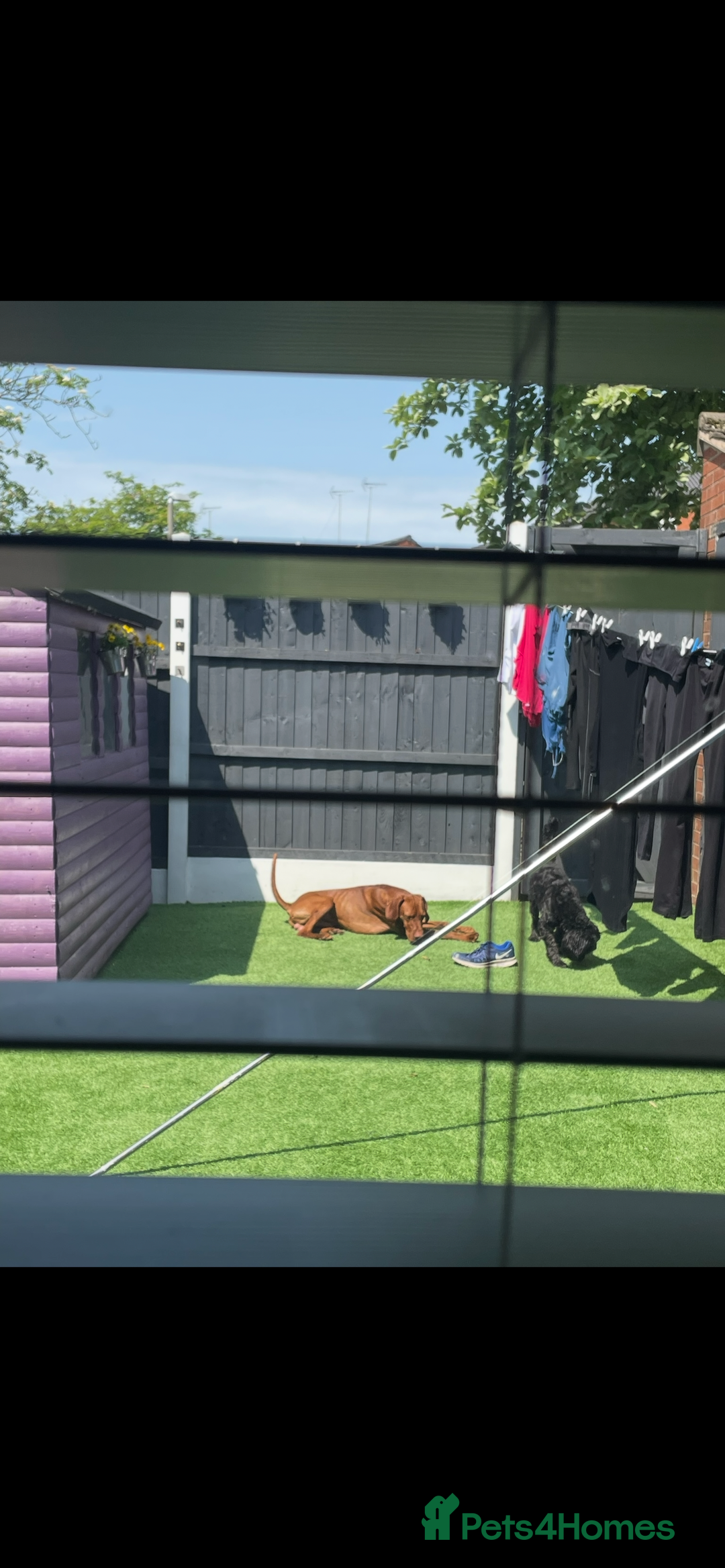 Hungarian Vizsla dogs for sale: Stunning 4 year old male Hungarian Vizsla  - Image 7