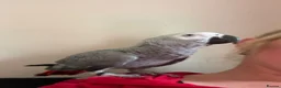 Parrots birds for sale: African grey - Advert 3