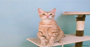 Mixed Breed cats - Advert 3