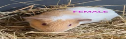Guinea Pig rodents for sale: Beautiful Baby Guinea Pigs - Males  - Advert 2