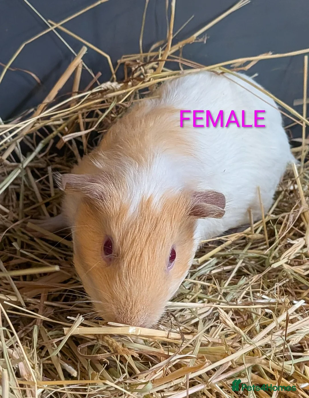 Guinea Pig rodents for sale: Beautiful Baby Guinea Pigs - Males  - Advert 2
