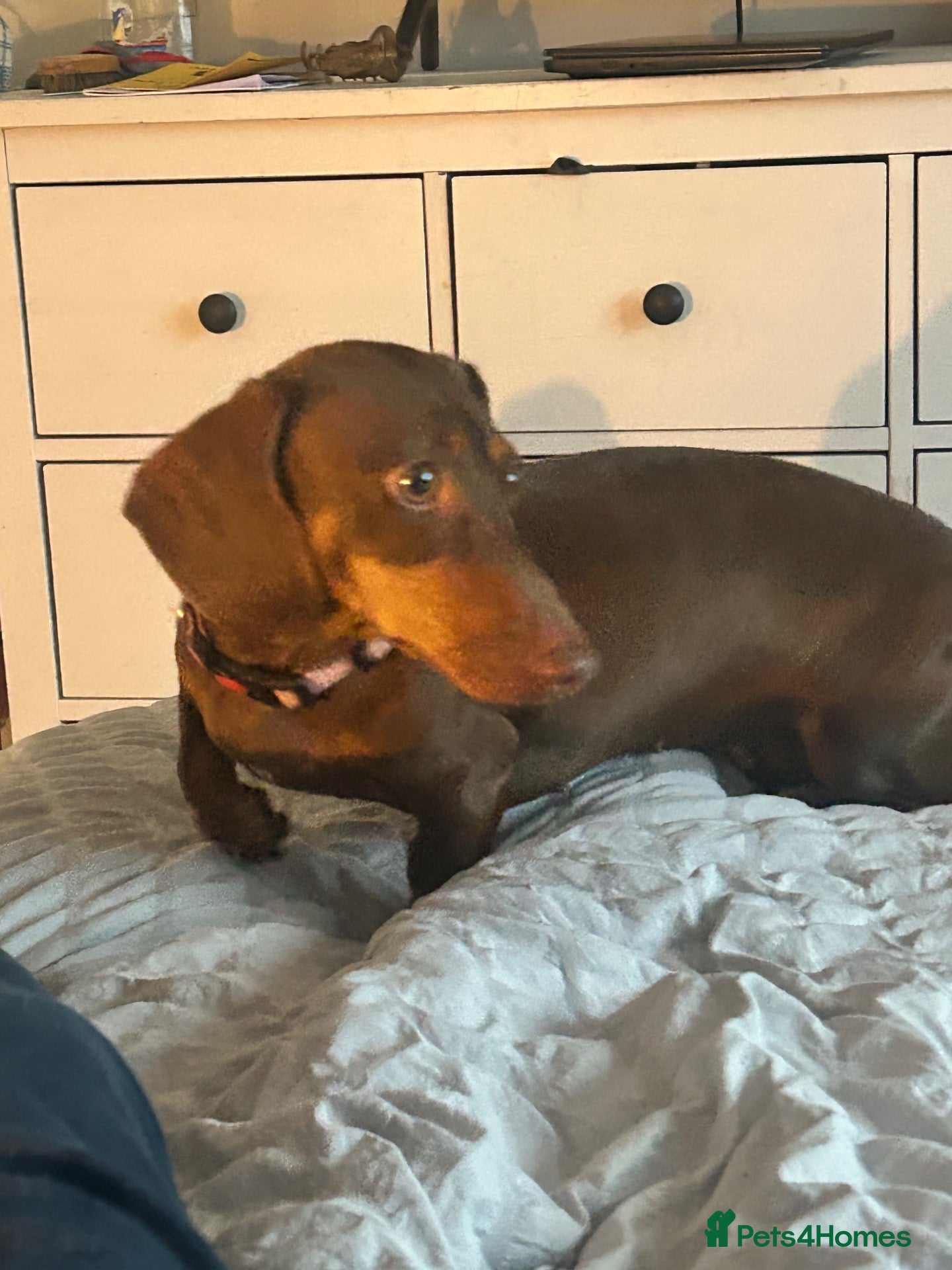 Dachshund dogs Sweet natured Dachshund 10 months old - Advert 4