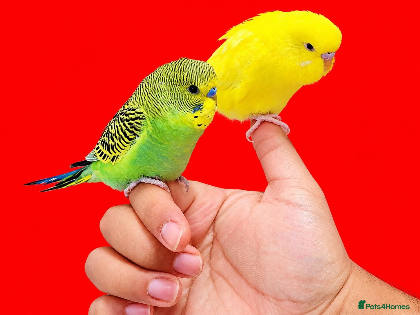 Budgerigars birds for sale: hand tamed baby budgies  - Advert 18
