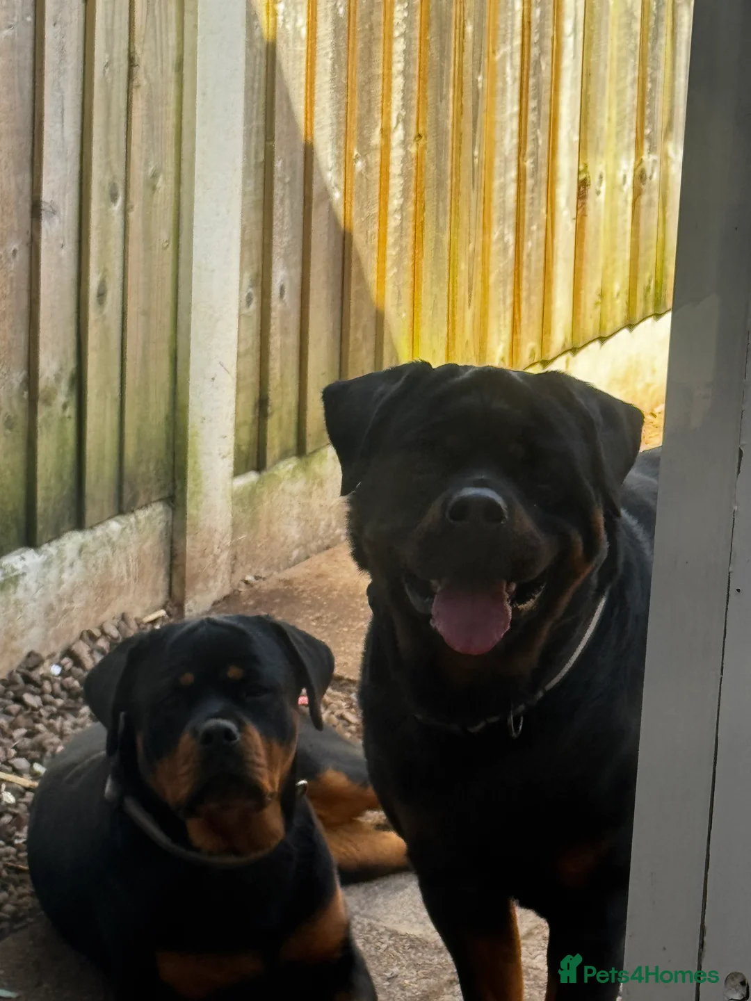 Rottweiler dogs for sale: Rotwillers - Advert 2