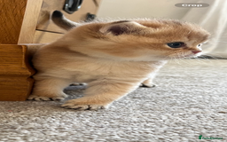 British Shorthair cats for sale: Gccf NY12 kittens world champion lines - Advert 4