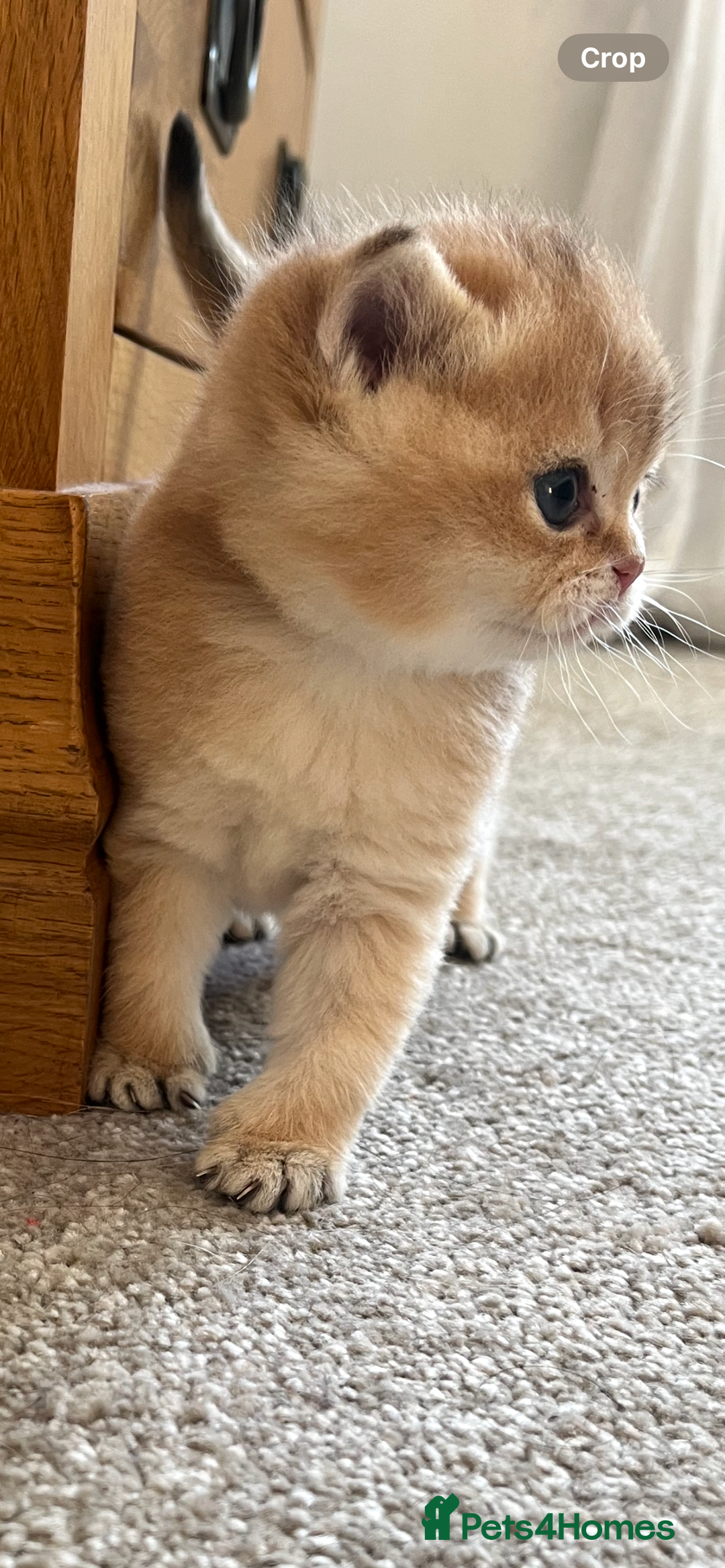 British Shorthair cats for sale: Gccf NY12 kittens world champion lines - Advert 4