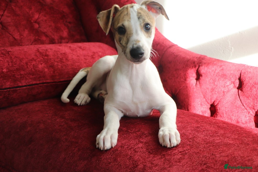 Whippet dogs for sale: 2 x male pedigree Whippet Pups - Image 5