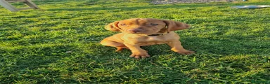 Hungarian Vizsla Puppy 8