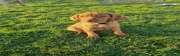 Hungarian Vizsla dogs for sale: Beautiful KC Registered Hungarian Vizsla Puppies  - Advert 3