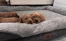 Cockapoo dogs for sale: Beautiful F1 Cavapoo pups  - Image 4