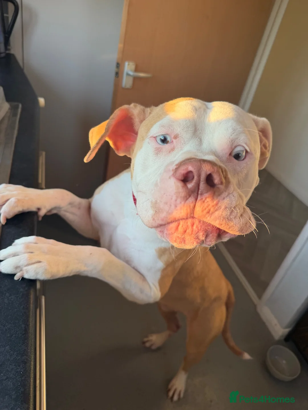 American Bulldog dogs for sale: Cara  in Oakham - Advert 5