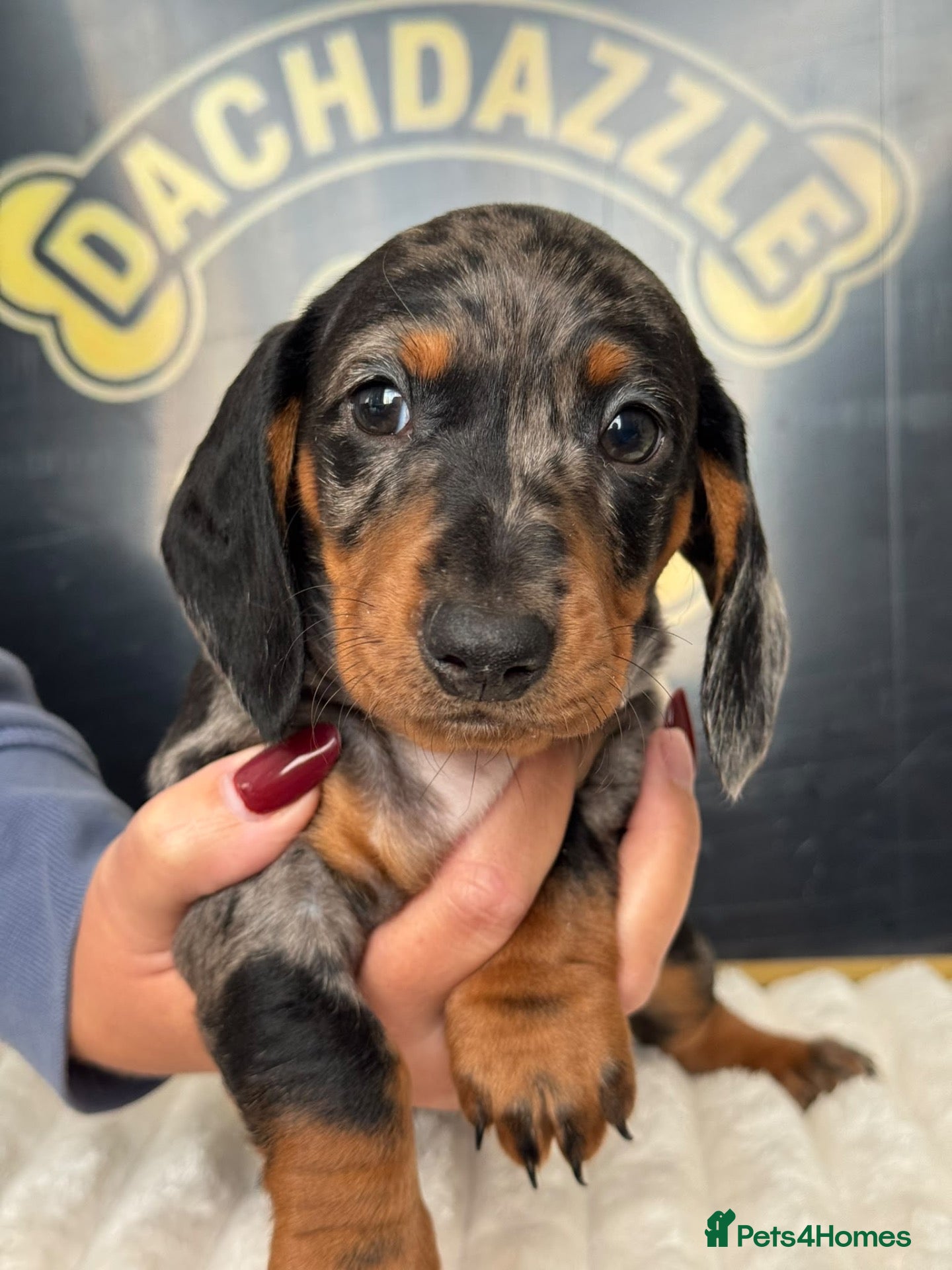 Dachshund dogs Stuning Kc registered dachshund puppies - Advert 5