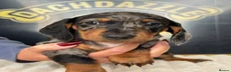 Dachshund dogs for sale: Kc standard dachshund puppy - Advert 8