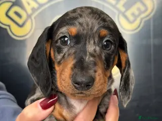 Dachshund dogs Stuning Kc registered dachshund puppies - Advert 5