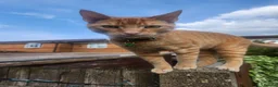 Domestic Shorthair cats for sale: 3 cats need rehoming asap  - Advert 2
