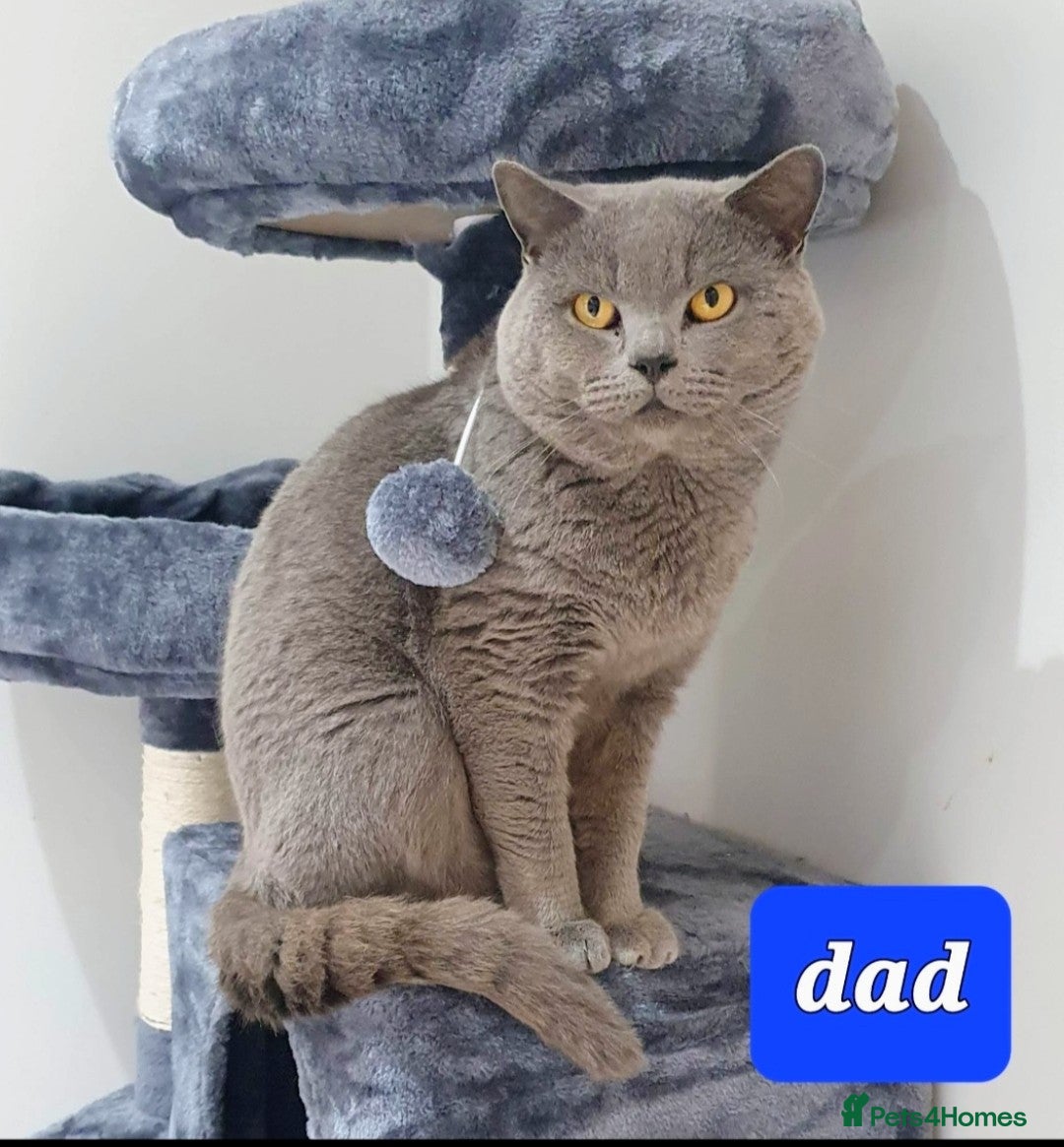 Mixed Breed cats for sale: 4 kittens x British blue short hair  - Image 6