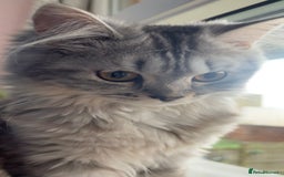 British Longhair cats for sale: Grey fluffy long haired cat  - Image 4