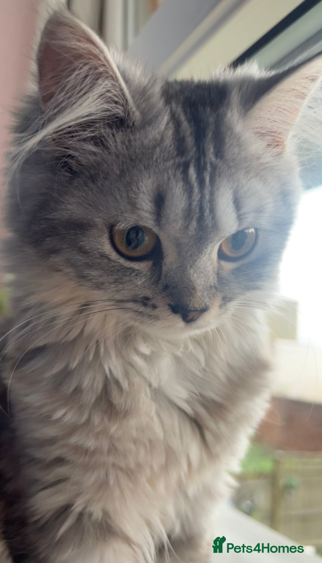 British Longhair cats for sale: Grey fluffy long haired cat  - Image 4