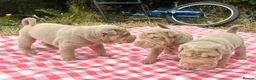 Shar Pei dogs for sale: QUALITY RARE lilac tan  puppy shar pei for sale  - Advert 13