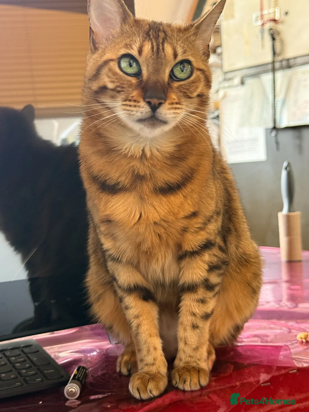 Bengal cats for sale: Female Friendly Bengal mother - Advert 2