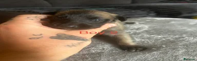 Mixed Breed 2
