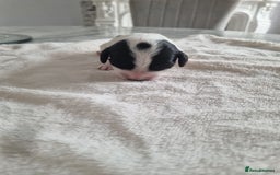 Cocker Spaniel dogs for sale: Stunning litter of cocker spaniels  - Image 4