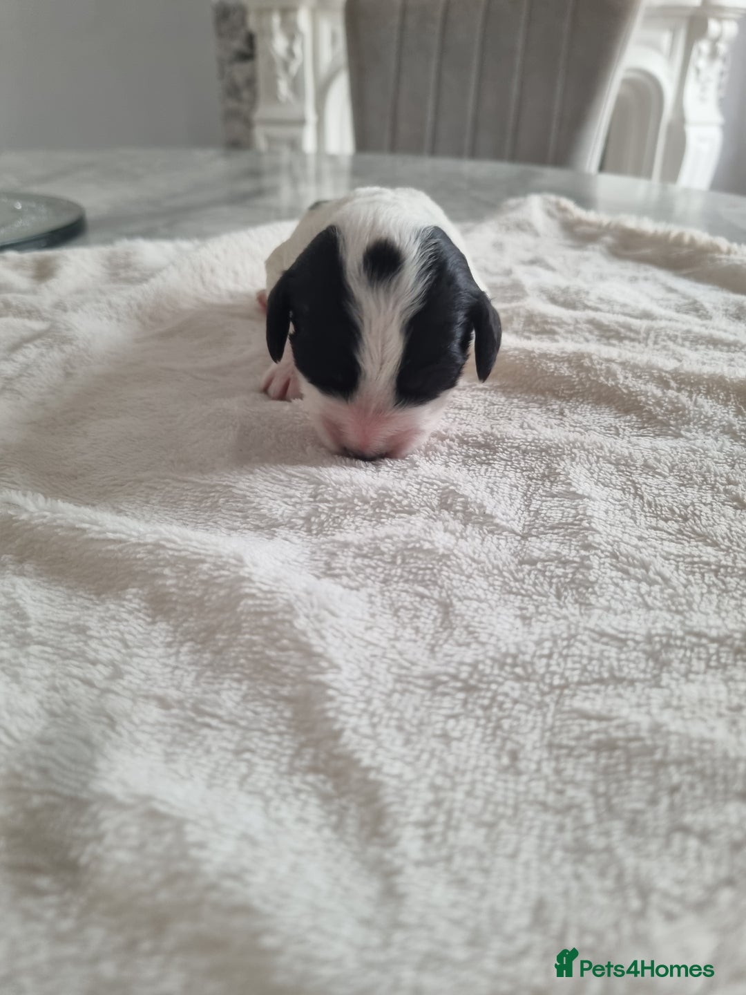 Cocker Spaniel dogs for sale: Stunning litter of cocker spaniels  - Image 4