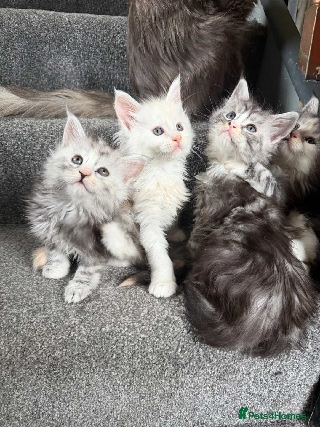 Maine Coon cats for sale: Pedigree Maine coons kittens  - Advert 1