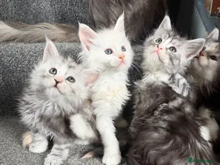 Maine Coon cats Pedigree Maine coons kittens - Advert 2
