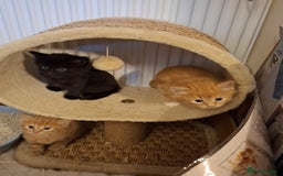 Mixed Breed cats for sale: 4 gorgerous kittens - Image 9