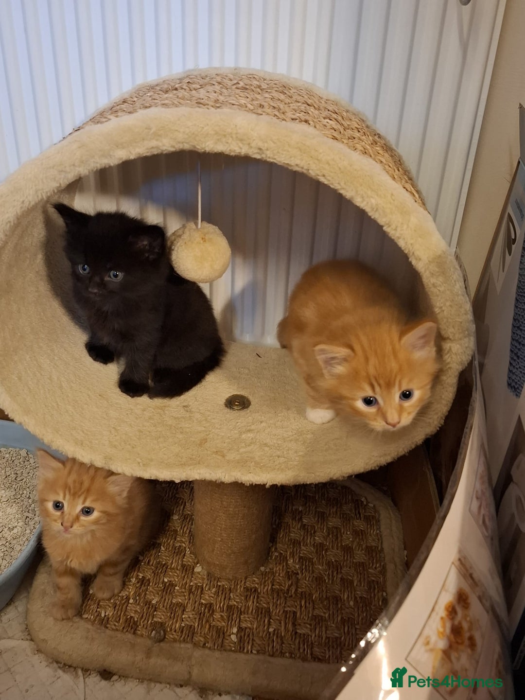 Mixed Breed cats for sale: 4 gorgerous kittens - Image 9