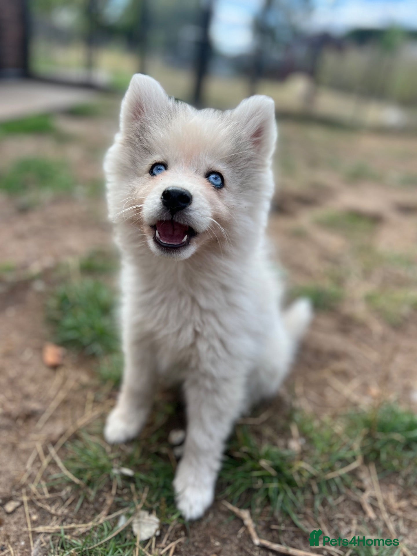 Pomsky dogs Pomsky Puppies - Advert 3