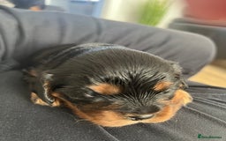 Cavalier King Charles Spaniel dogs for sale: Beautiful King Charles spanial - Image 5
