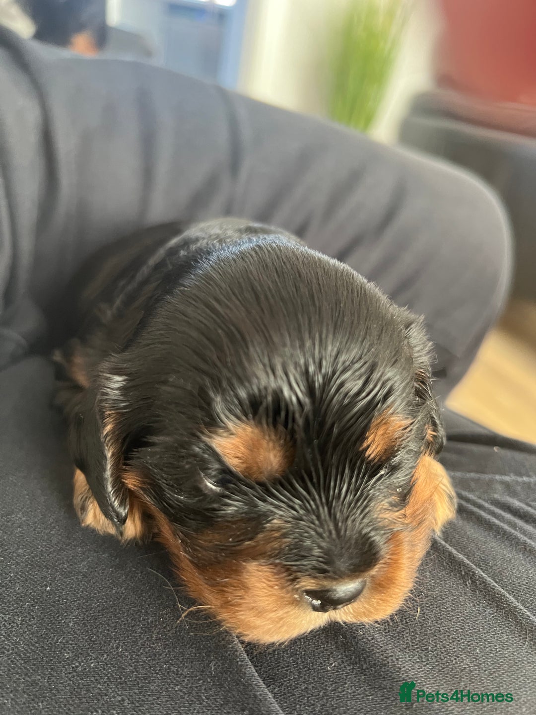 Cavalier King Charles Spaniel dogs for sale: Beautiful King Charles spanial - Image 5