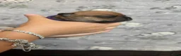 Staffordshire Bull Terrier dogs for sale: 8 outstanding K C registered puppies  - Advert 12