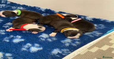 Boston Terrier dogs - Advert 1