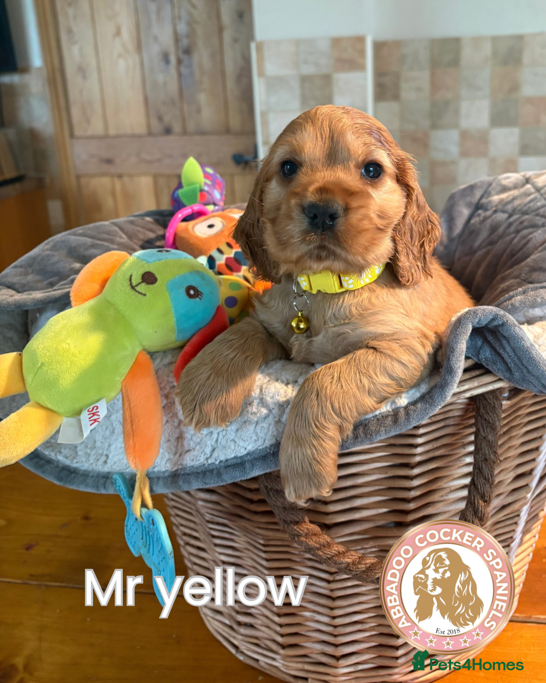 Cocker Spaniel dogs Gorgeous Golden Show Cockers - Advert 1