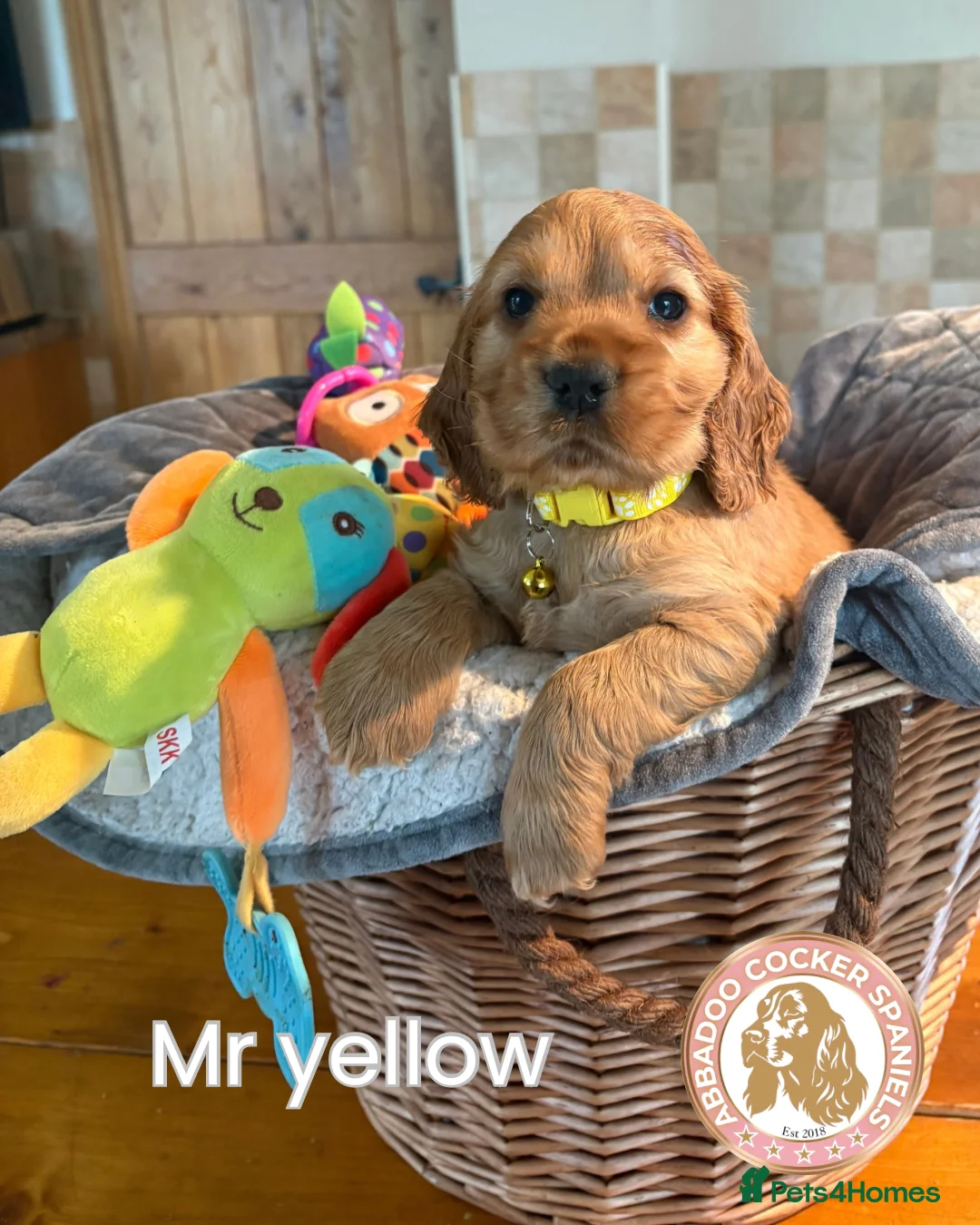 Cocker Spaniel dogs for sale: Gorgeous Golden Show Cockers - Advert 1