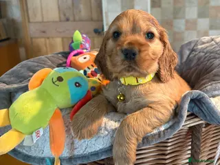 Cocker Spaniel dogs Gorgeous Golden Show Cockers - Advert 1