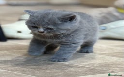 British Shorthair cats for sale: British Shorthair Kittens - Image 4