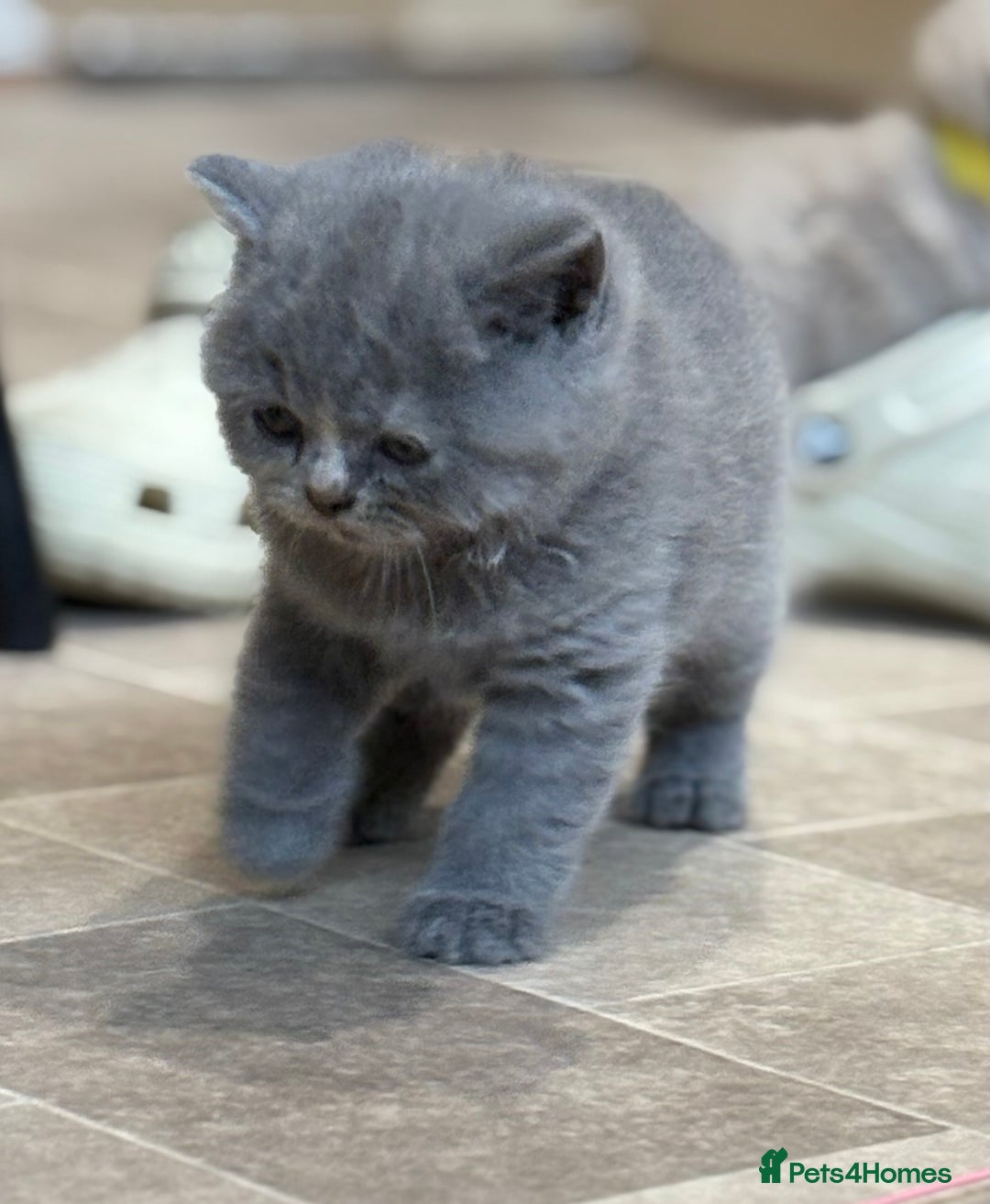 British Shorthair cats for sale: British Shorthair Kittens - Image 4