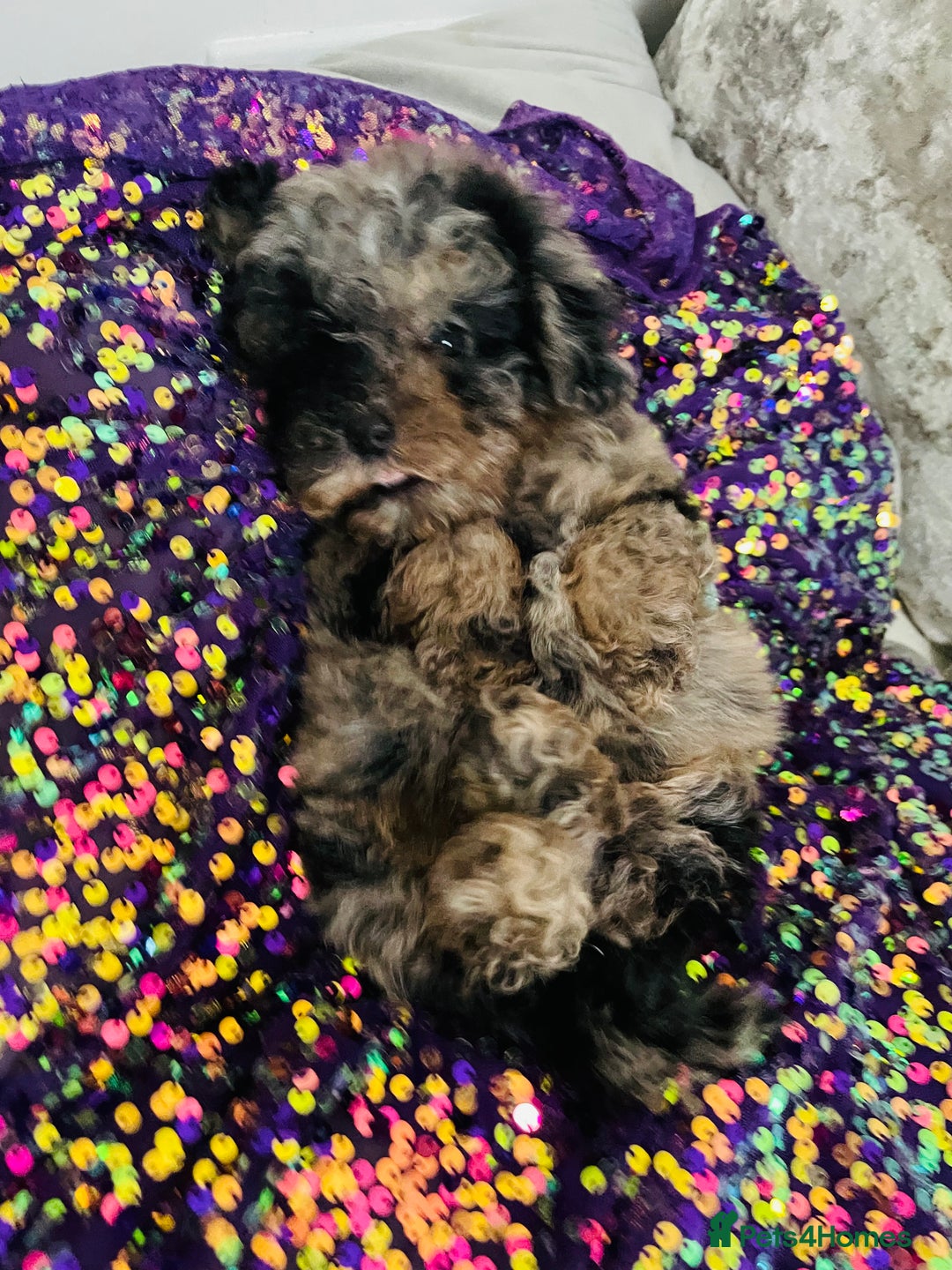 Cavapoo dogs for sale: F1b teddy bear Cavapoo puppies - Advert 6