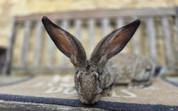 Continental Giant rabbits for sale: Pure Continental Giant Vaccinated  - Image 1