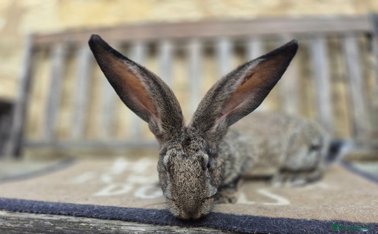 Continental Giant rabbits - Advert 4