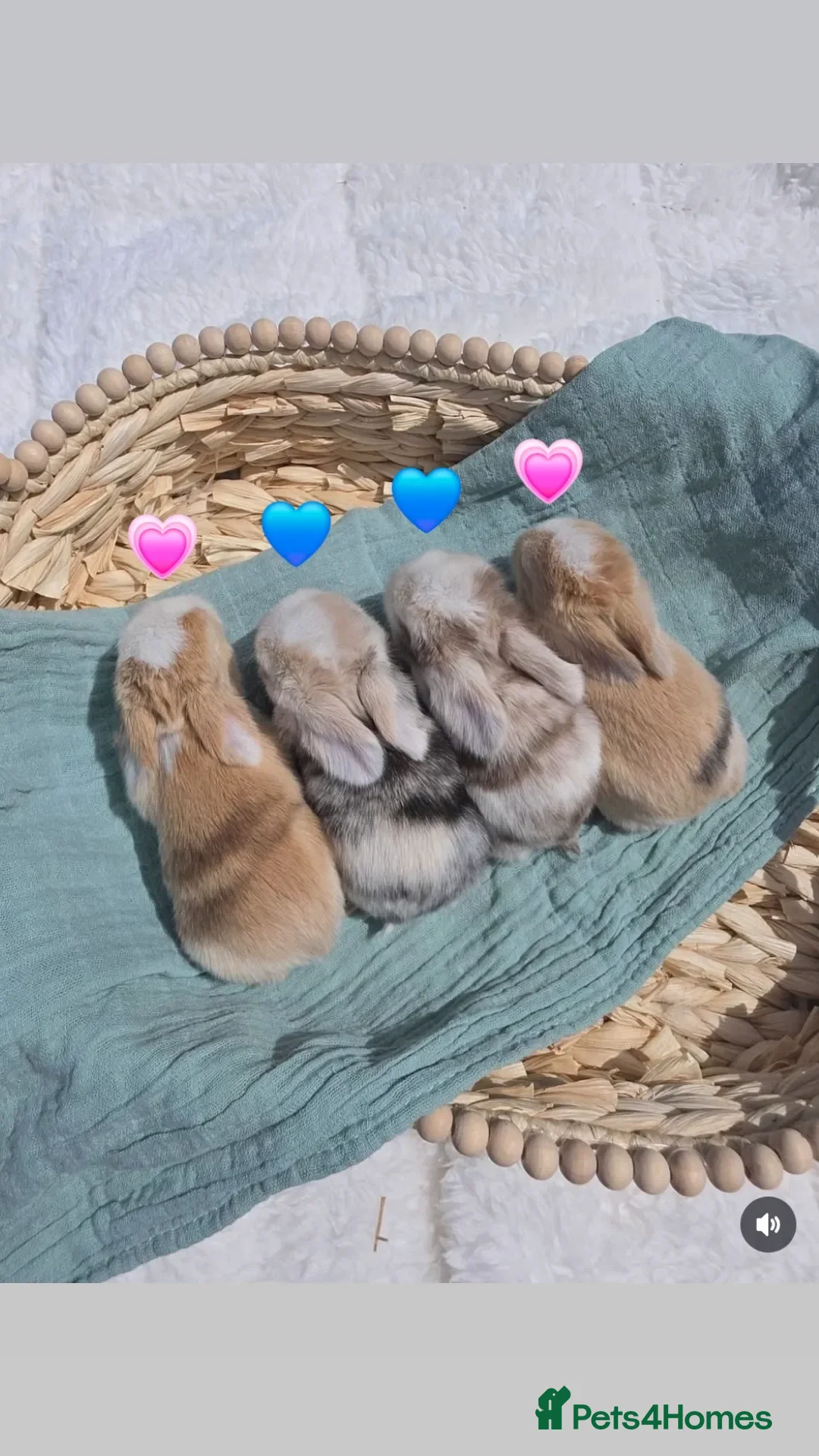 Mini Lop rabbits 🐰 Stunning Mini Lop Babies Ready from 28th July - Advert 2